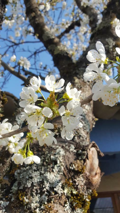 Maison Castellane Chambre D'Hotes B&B Екстериор снимка